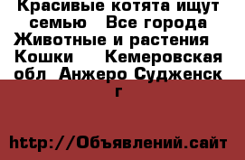 Красивые котята ищут семью - Все города Животные и растения » Кошки   . Кемеровская обл.,Анжеро-Судженск г.